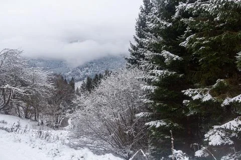 Snow falling on a pine forest in Austria Stock Photos