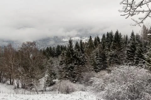 Snow falling on a pine forest in Austria Stock Photos