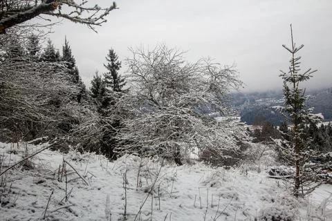 Snow falling on a pine forest in Austria Stock Photos