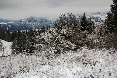 Snow falling on a pine forest in Austria Stock Photos