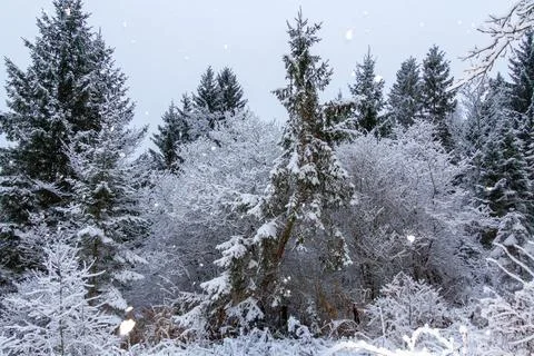 Snow falling on a pine forest in Austria Stock Photos
