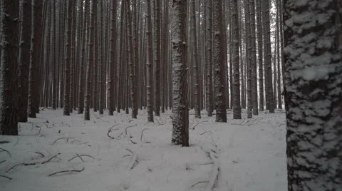 Snow falling in pine forest, beautiful winter scene Video stock 60858786