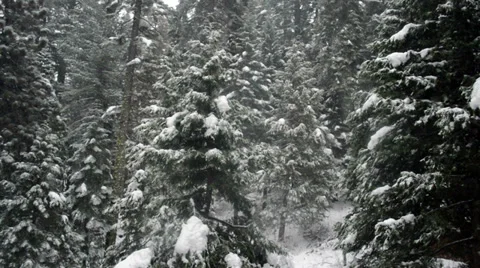 Snow Falling in a Pine Forest Stock Footage 36049889