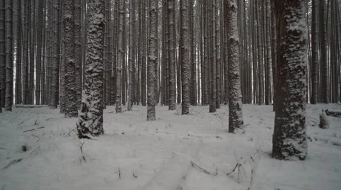 Snow falling in pine forest Stock Footage 60859456