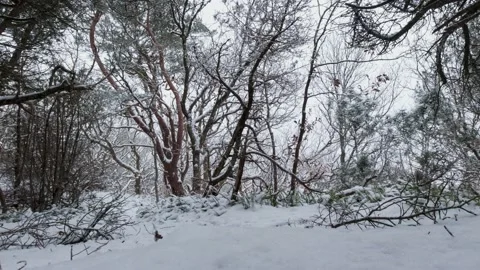 Snow is falling in a pine forest. Stock Footage 146957653