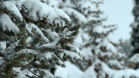 Snow falling from pine tree 1 Stock Footage 128605157