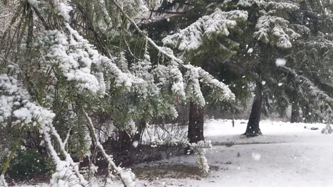 Snow Falling on Pine Tree Boughs Video stock 123449341