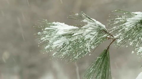 Snow falling on Pine Tree Branch Stock Footage 46227489