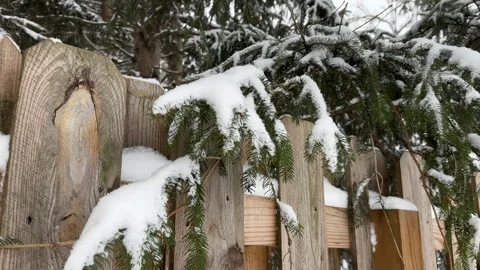 Snow falling on to pine tree branches and a wooden fence in winter Stock Footage 328365035