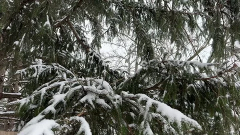Snow falling on pine tree branches in winter Stock Footage 328365043