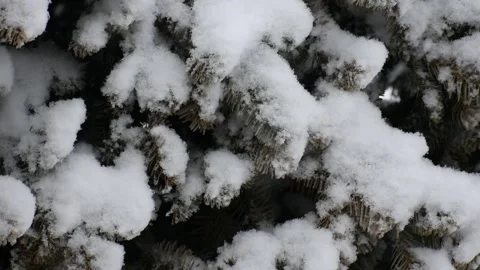 Snow Falling on Pine Tree During Winter Snow Storm Blizzard Stock Footage 149690228