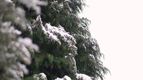 Snow falling on a pine tree Stock Footage 101979901