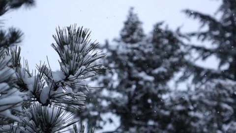 Snow falling on pine tree Stock Footage 122223709