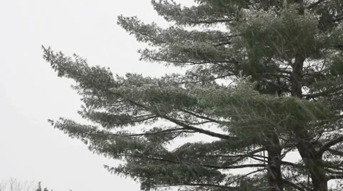 Snow falling on pine tree, medium shot Stock Footage 33742230