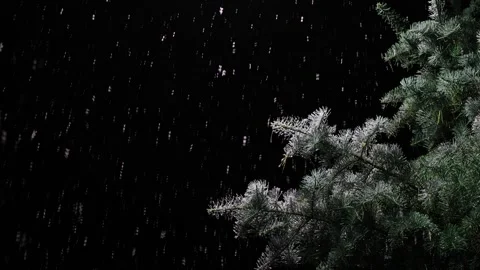 Snow Falling On Pine Tree At Night 스톡 동영상 345087047