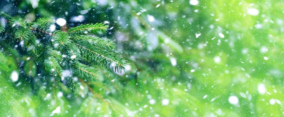 Snow Falling on Pine Tree Stock Photos