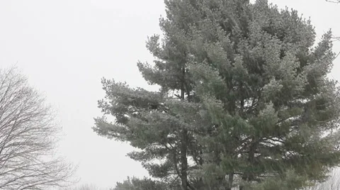 Snow falling on pine tree, wide shot Stock Footage 33742256