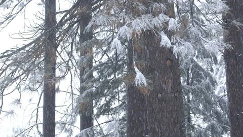 Snow Falling on Pine Tree in Yosemite National Park Stock Footage 122400626