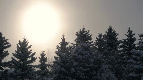 Snow falling on a pine trees during winter with bright sun in the background. Stock Footage 71266577