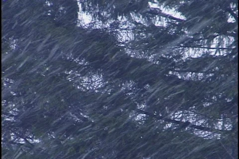 Snow Falling on Pine Trees Stock Footage 298366