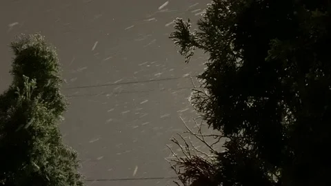 Snow falling on the pine trees Stock Footage 148127362