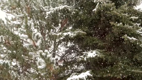 Snow falling on pine trees Video stock 148445475