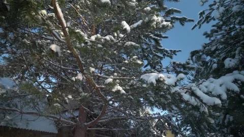 Snow falling from the pine trees Video stock 230916591