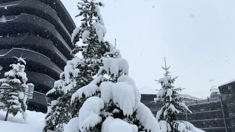 Snow falling on pine trees near building Stock Footage 294379143