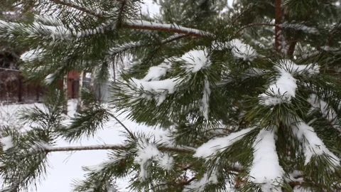 Snow falling on pines 02 Stock Footage 166907334