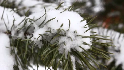 Snow falling on pines 03 Stock Footage 166908193