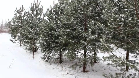 Snow falling on pines 04 Stock Footage 166932330