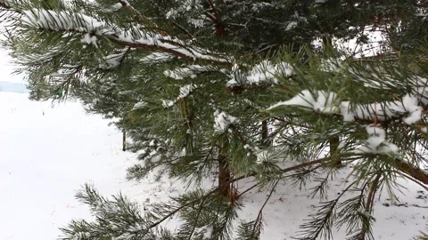 Snow falling on pines 05 Stock Footage 166932390