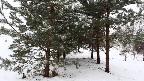 Snow falling on pines 06 Stock Footage 166932452