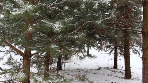Snow falling on pines 07 Stock Footage 166932550