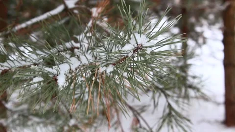 Snow falling on pines 08 Stock Footage 166932704