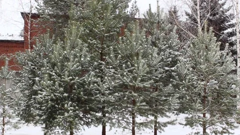 Snow falling on pines 09 Stock Footage 166932787