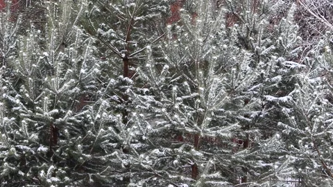 Snow falling on pines 10 Stock Footage 166932900