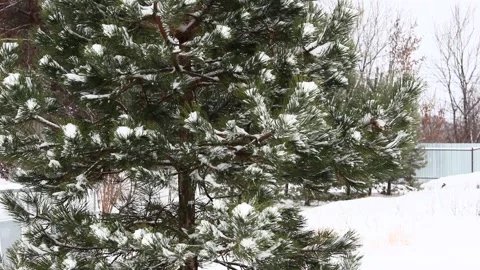 Snow falling on pines 11 Stock Footage 166932999