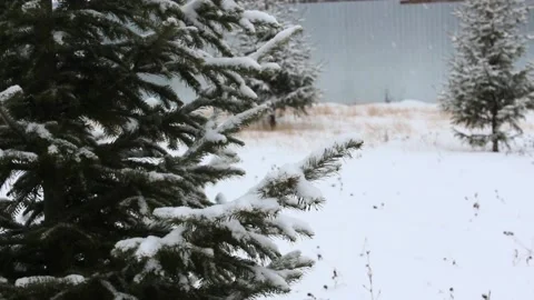 Snow falling on pines 12 Stock Footage 166933046