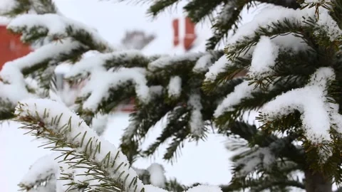Snow falling on pines 13 Stock Footage 166933202