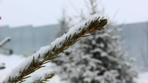 Snow falling on pines 14 Stock Footage 166933283