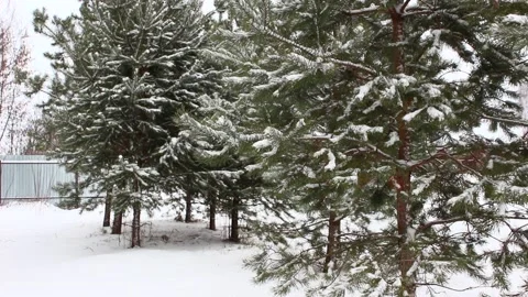 Snow falling on pines 15 Stock Footage 166933321