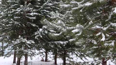 Snow falling on pines 16 Stock Footage 166933392