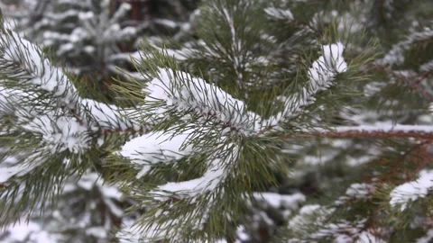 Snow falling on pines 17 Stock Footage 166933466
