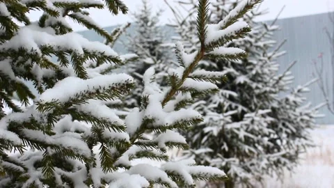 Snow falling on pines 18 Stock Footage 166933506