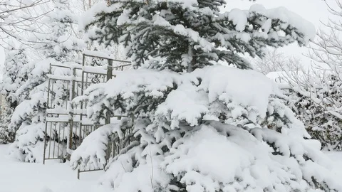 Snow falling on pines blowing in breeze and yard trellis Stock Footage 70083342