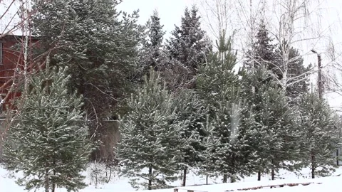 Snow falling on pines on a winter day 01 Stock Footage 166905922