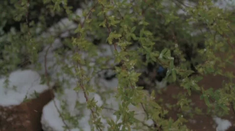 Snow falling on plant Stock Footage 768052