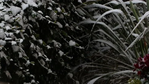 Snow falling on the plants Stock Footage 147457662