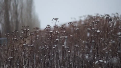 Snow Falling on Plants Stock Footage 210981088